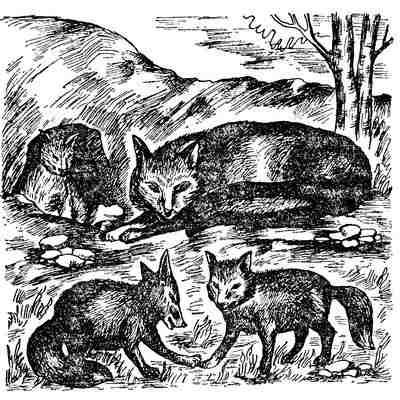 Чарлз Робертс - Лесной бродяга (рассказы и повести)