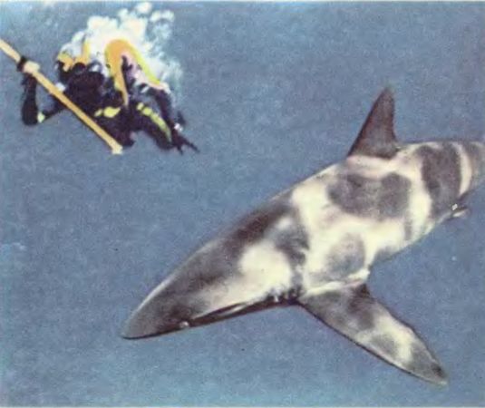 Жак-Ив Кусто, Филипп Кусто - Чтобы не было в море тайн