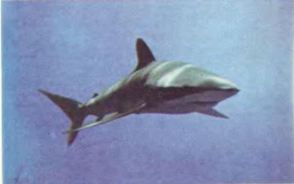 Жак-Ив Кусто, Филипп Кусто - Чтобы не было в море тайн