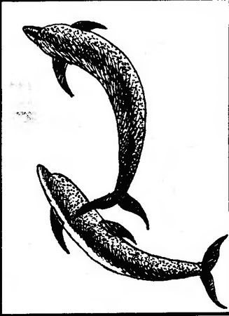 Жак-Ив Кусто, Филипп Кусто - Чтобы не было в море тайн