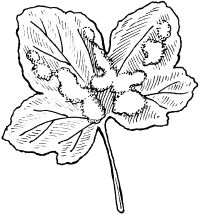 Светлана Ермакова - Календарь современного садовода. Защита сада и огорода от...