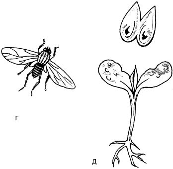 Светлана Ермакова - Календарь современного садовода. Защита сада и огорода от...