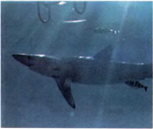 Жак-Ив Кусто, Филипп Кусто - Чтобы не было в море тайн