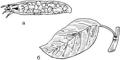 Светлана Ермакова - Календарь современного садовода. Защита сада и огорода от...