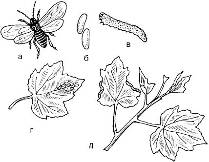 Светлана Ермакова - Календарь современного садовода. Защита сада и огорода от...