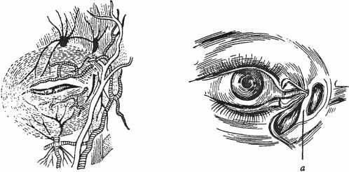 Екатерина Каликинская - Святитель Лука: факты, документы, воспоминания