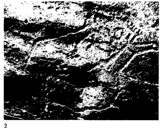 Хильда Дэвидсон - Древние скандинавы. Сыны северных богов