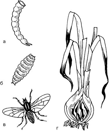 Светлана Ермакова - Календарь современного садовода. Защита сада и огорода от...