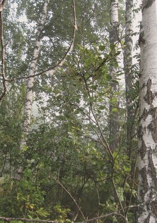 Анатолий Клёсов - Занимательная ДНК-генеалогия. Новая наука дает ответы