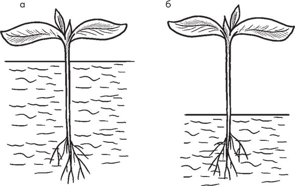 Сергей Кашин - Овощи, ягоды, фрукты. Умная рассада и бережное хранение