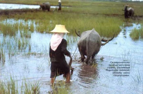 Ауст Зигфрид - Погода