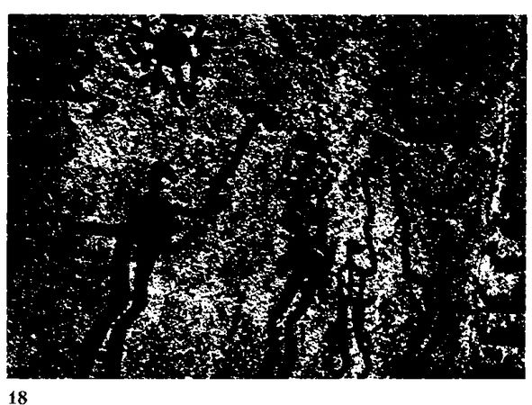 Хильда Дэвидсон - Древние скандинавы. Сыны северных богов