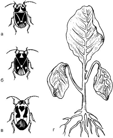 Светлана Ермакова - Календарь современного садовода. Защита сада и огорода от...