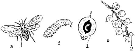 Светлана Ермакова - Календарь современного садовода. Защита сада и огорода от...