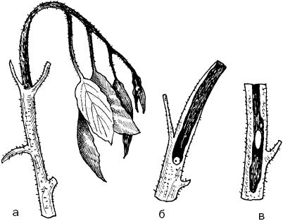 Светлана Ермакова - Календарь современного садовода. Защита сада и огорода от...