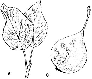 Светлана Ермакова - Календарь современного садовода. Защита сада и огорода от...