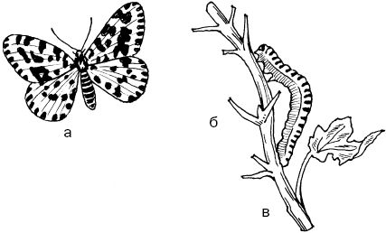 Светлана Ермакова - Календарь современного садовода. Защита сада и огорода от...