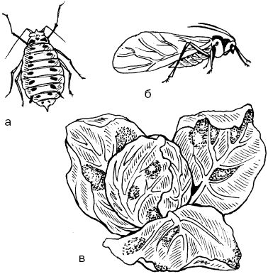 Светлана Ермакова - Календарь современного садовода. Защита сада и огорода от...