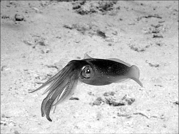 Анатолий Бернацкий - 100 великих тайн океана