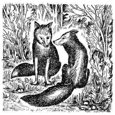 Чарлз Робертс - Лесной бродяга (рассказы и повести)