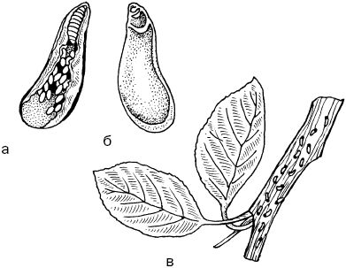 Светлана Ермакова - Календарь современного садовода. Защита сада и огорода от...