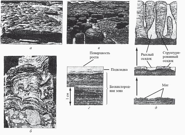 Кирилл Еськов - Удивительная палеонтология. История земли и жизни на ней