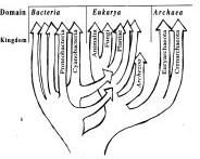 Распространненость жизни и уникальность...