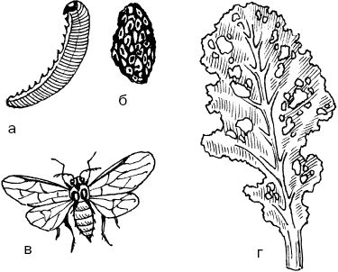 Светлана Ермакова - Календарь современного садовода. Защита сада и огорода от...