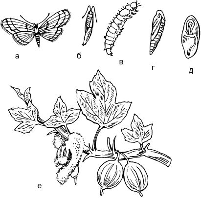 Светлана Ермакова - Календарь современного садовода. Защита сада и огорода от...
