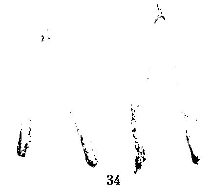 Хильда Дэвидсон - Древние скандинавы. Сыны северных богов