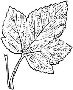 Светлана Ермакова - Календарь современного садовода. Защита сада и огорода от...