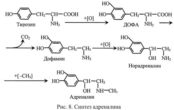 Алла Масловская - Биохимия гормонов