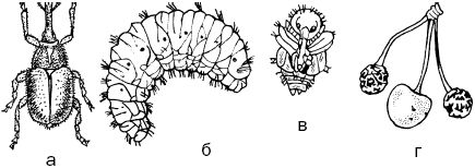 Светлана Ермакова - Календарь современного садовода. Защита сада и огорода от...
