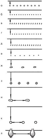 Сергей Кашин - Овощи, ягоды, фрукты. Умная рассада и бережное хранение