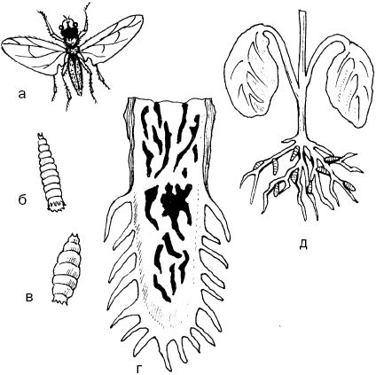 Светлана Ермакова - Календарь современного садовода. Защита сада и огорода от...
