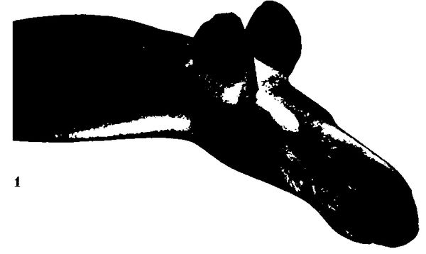 Хильда Дэвидсон - Древние скандинавы. Сыны северных богов