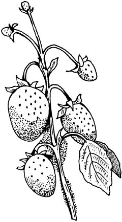 Светлана Ермакова - Календарь современного садовода. Защита сада и огорода от...