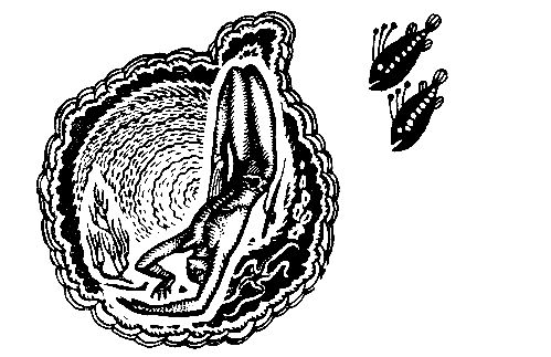 Сергей Павлов - Акванавты. Повесть