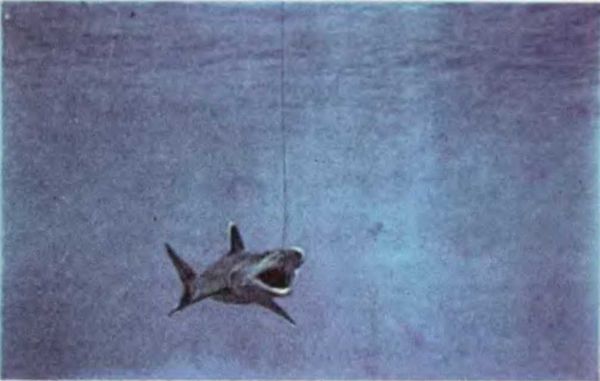 Жак-Ив Кусто, Филипп Кусто - Чтобы не было в море тайн