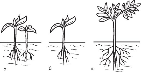 Сергей Кашин - Овощи, ягоды, фрукты. Умная рассада и бережное хранение