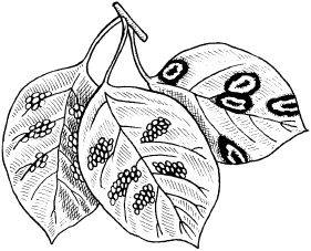 Светлана Ермакова - Календарь современного садовода. Защита сада и огорода от...