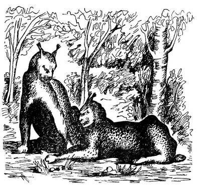 Чарлз Робертс - Лесной бродяга (рассказы и повести)