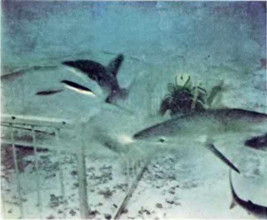 Жак-Ив Кусто, Филипп Кусто - Чтобы не было в море тайн