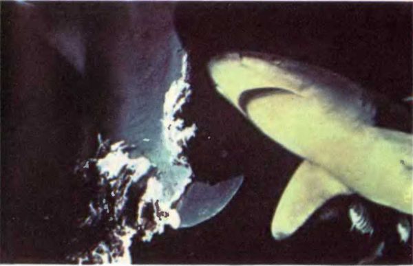 Жак-Ив Кусто, Филипп Кусто - Чтобы не было в море тайн