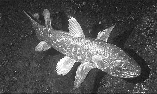 Анатолий Бернацкий - 100 великих тайн океана