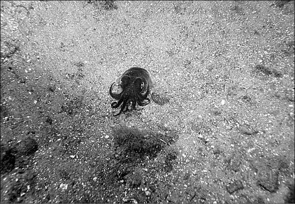 Анатолий Бернацкий - 100 великих тайн океана