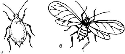 Светлана Ермакова - Календарь современного садовода. Защита сада и огорода от...