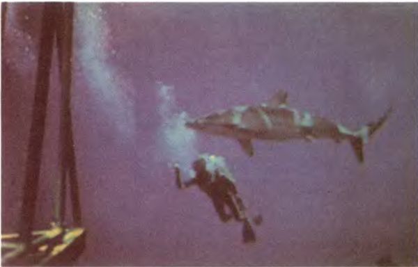 Жак-Ив Кусто, Филипп Кусто - Чтобы не было в море тайн