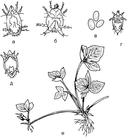 Светлана Ермакова - Календарь современного садовода. Защита сада и огорода от...