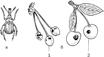 Светлана Ермакова - Календарь современного садовода. Защита сада и огорода от...